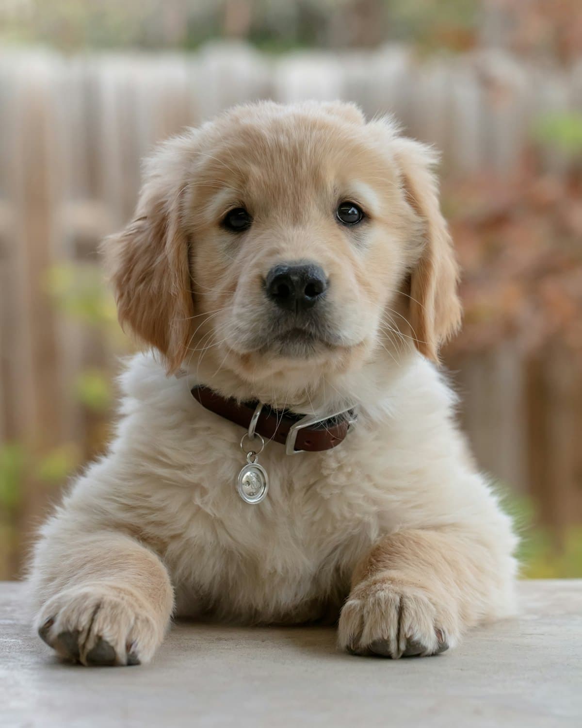 Golden retriever puppy wearing a brown collar, lying on a patio by a fence